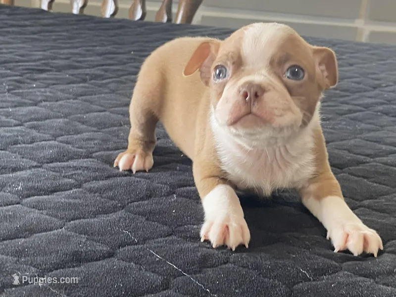 Panda – Boston Terrier puppy for sale in Fennimore, WI