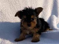 Lady, a female Yorkshire Terrier for sale in Fennimore, WI – 8 of 10