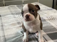 Ruby, a female Boston Terrier for sale in Fennimore, WI – 9 of 10