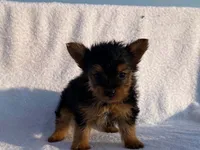 Charlie, a male Yorkshire Terrier for sale in Fennimore, WI – 7 of 10