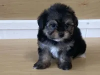 Lexi, a female Morkie for sale in Fennimore, WI – 9 of 10