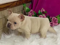 Zoey, a female Frenchton for sale in Fennimore, WI – 7 of 10