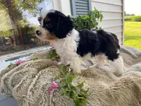 poppy, a male Cavapoo for sale in Fennimore, WI – 10 of 10