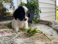petunia, a female Cavapoo for sale in Fennimore, WI – 3 of 10