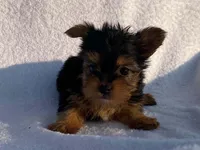 Lady, a female Yorkshire Terrier for sale in Fennimore, WI – 3 of 10
