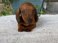 Hershey, a male Dachshund for sale in Fennimore, WI – 3 of 10