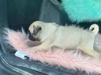 Tiny, a female Pug for sale in Fennimore, WI – 6 of 10