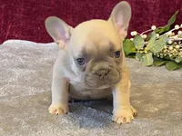 Fanny, a female French Bulldog for sale in Fennimore, WI – 10 of 10