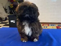 Ribbins, a female Shih Tzu for sale in Fennimore, WI – 4 of 10