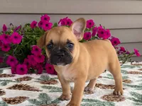 Bubbles, a female French Bulldog for sale in Fennimore, WI – 5 of 10