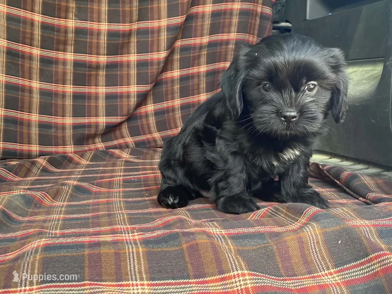 Katie – Cavalier King Charles Spaniel, Shih Tzu puppy for sale in Fennimore, WI