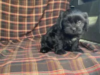 Katie, a female Cavalier King Charles Spaniel and Shih Tzu for sale in Fennimore, WI – 1 of 10