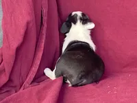 Lucy, a female Boston Terrier for sale in Fennimore, WI – 8 of 8