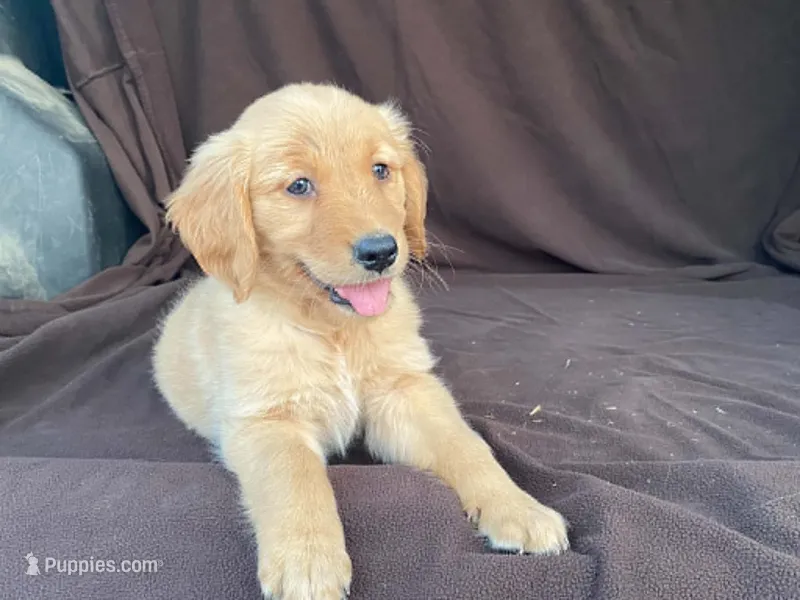 Lola – Golden Retriever puppy for sale in Fennimore, WI