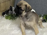 Ava, a female Pug for sale in Fennimore, WI – 1 of 10