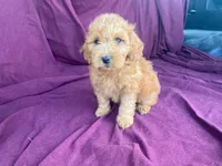 Goldy, a female Goldendoodle for sale in Fennimore, WI – 4 of 10