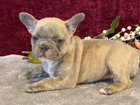 Winnie, a female French Bulldog for sale in Fennimore, WI – 5 of 10