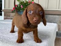 Reeses, a male Dachshund for sale in Fennimore, WI – 8 of 10