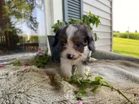 Rusty, a male Cavapoo for sale in Fennimore, WI – 3 of 10