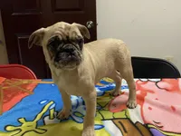 Mack, a male French Bulldog and Pug for sale in Fennimore, WI – Photo 7 of 8