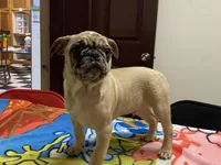 Mack, a male French Bulldog and Pug for sale in Fennimore, WI – Photo 2 of 8