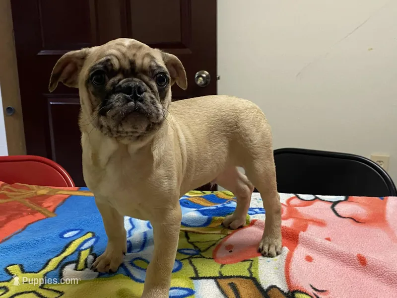 Mack – French Bulldog, Pug puppy for sale in Fennimore, WI