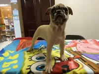 Mack, a male French Bulldog and Pug for sale in Fennimore, WI – Photo 6 of 8