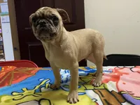 Mack, a male French Bulldog and Pug for sale in Fennimore, WI – Photo 4 of 8