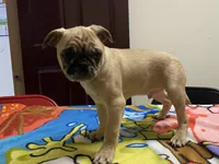 Mack, a male French Bulldog and Pug for sale in Fennimore, WI – Photo 8 of 8