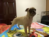 Mack, a male French Bulldog and Pug for sale in Fennimore, WI – Photo 3 of 8