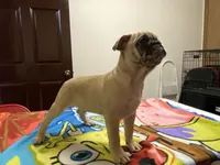 Mack, a male French Bulldog and Pug for sale in Fennimore, WI – Photo 5 of 8