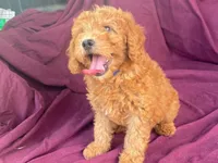 Classy, a female Goldendoodle for sale in Fennimore, WI – 5 of 10