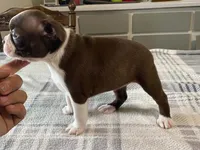 Ruby, a female Boston Terrier for sale in Fennimore, WI – 6 of 10