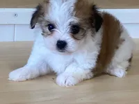 Panzy, a female Morkie for sale in Fennimore, WI – 10 of 10