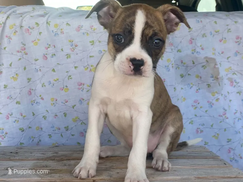 Stripes – Boston Terrier, Fox Terrier puppy for sale in Fennimore, WI