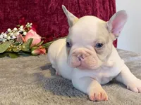 Panda, a male French Bulldog for sale in Fennimore, WI – 9 of 10
