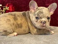 Baxter, a male French Bulldog for sale in Fennimore, WI – 5 of 10