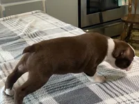 Ruby, a female Boston Terrier for sale in Fennimore, WI – 8 of 10