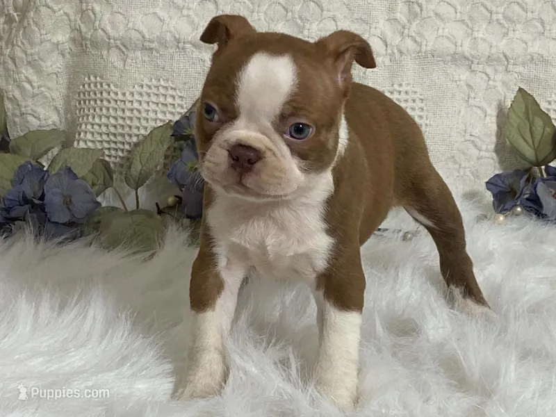 yeti – Boston Terrier puppy for sale in Fennimore, WI