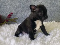 Ronnie, a male Frenchton for sale in Fennimore, WI – 8 of 9