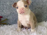 Sammy, a male Frenchton for sale in Fennimore, WI – 4 of 10