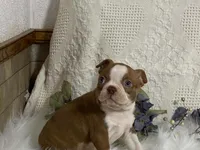yeti, a male Boston Terrier for sale in Fennimore, WI – 4 of 9