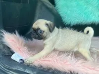 Tiny, a female Pug for sale in Fennimore, WI – 9 of 10