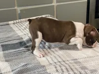 Rosie, a female Boston Terrier for sale in Fennimore, WI – 9 of 10