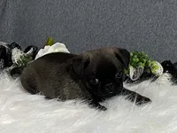 Andre, a male Pug for sale in Fennimore, WI – 5 of 9