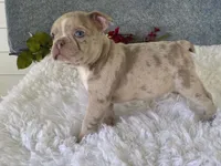Franky, a male Frenchton for sale in Fennimore, WI – 1 of 10