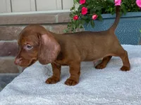 Reeses, a male Dachshund for sale in Fennimore, WI – 4 of 10