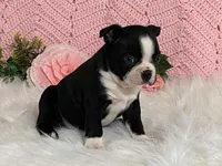 Benji, a male Boston Terrier for sale in Fennimore, WI – 7 of 10