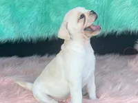 Snowball, a male French Bulldog and Pug for sale in Fennimore, WI – 7 of 10