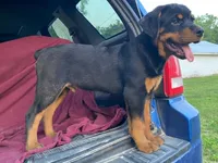 Popey, a male Rottweiler for sale in Fennimore, WI – 4 of 7